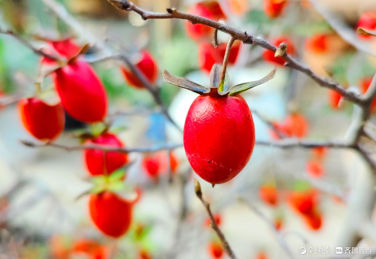 耀眼的老鸦柿散发着诱人的魅力