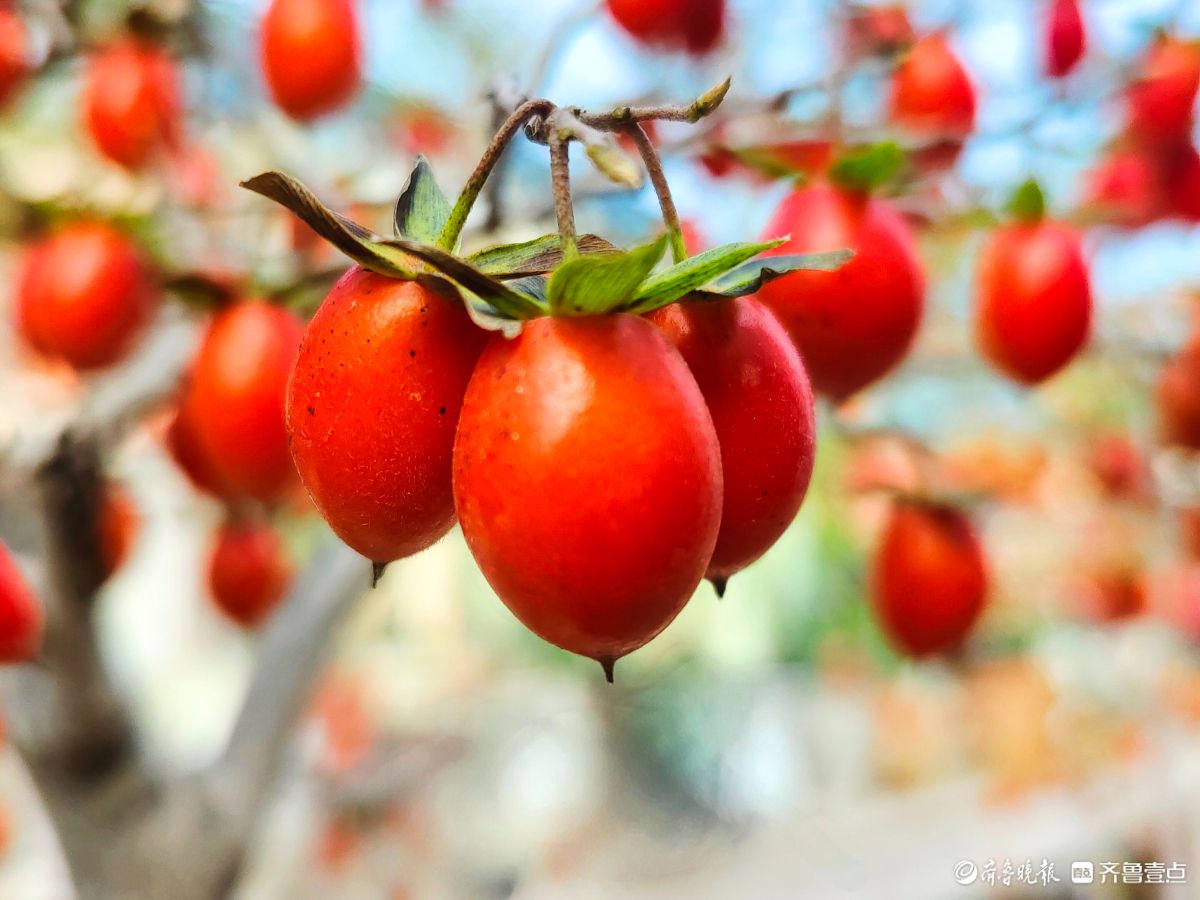 耀眼的老鸦柿散发着诱人的魅力