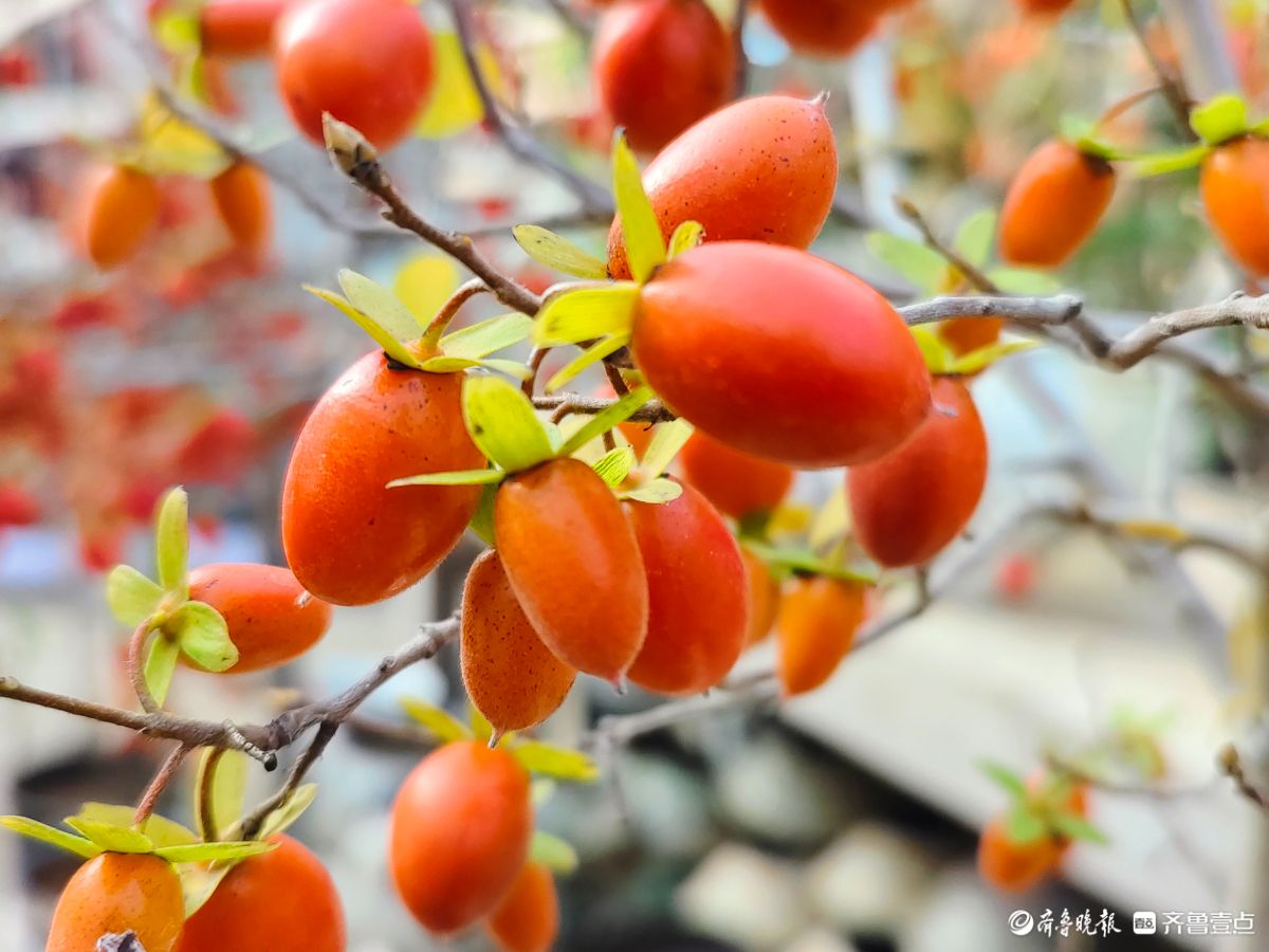 耀眼的老鸦柿散发着诱人的魅力
