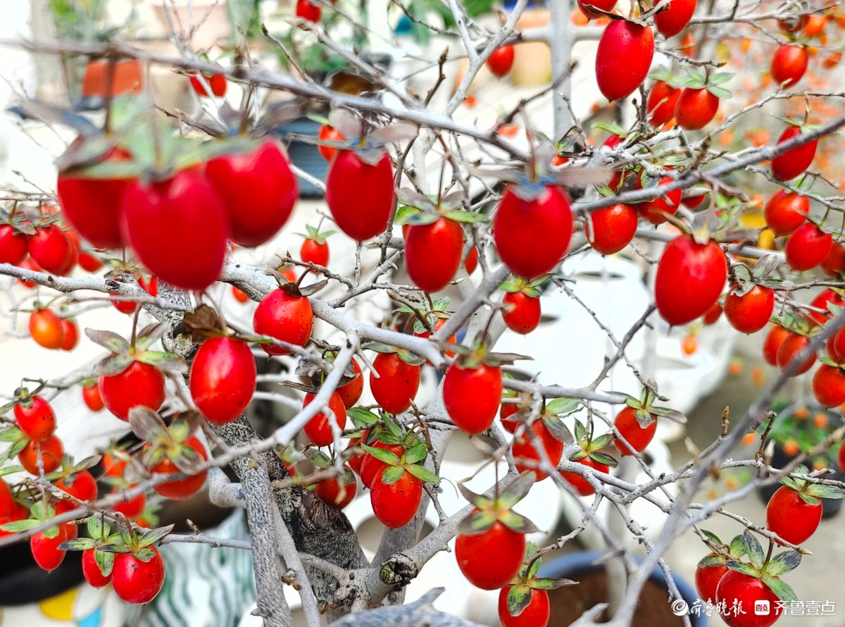 耀眼的老鸦柿散发着诱人的魅力