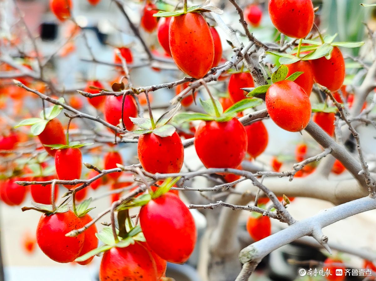 耀眼的老鸦柿散发着诱人的魅力