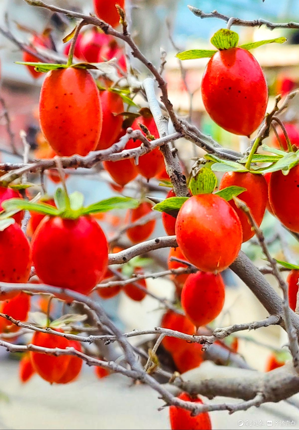 耀眼的老鸦柿散发着诱人的魅力