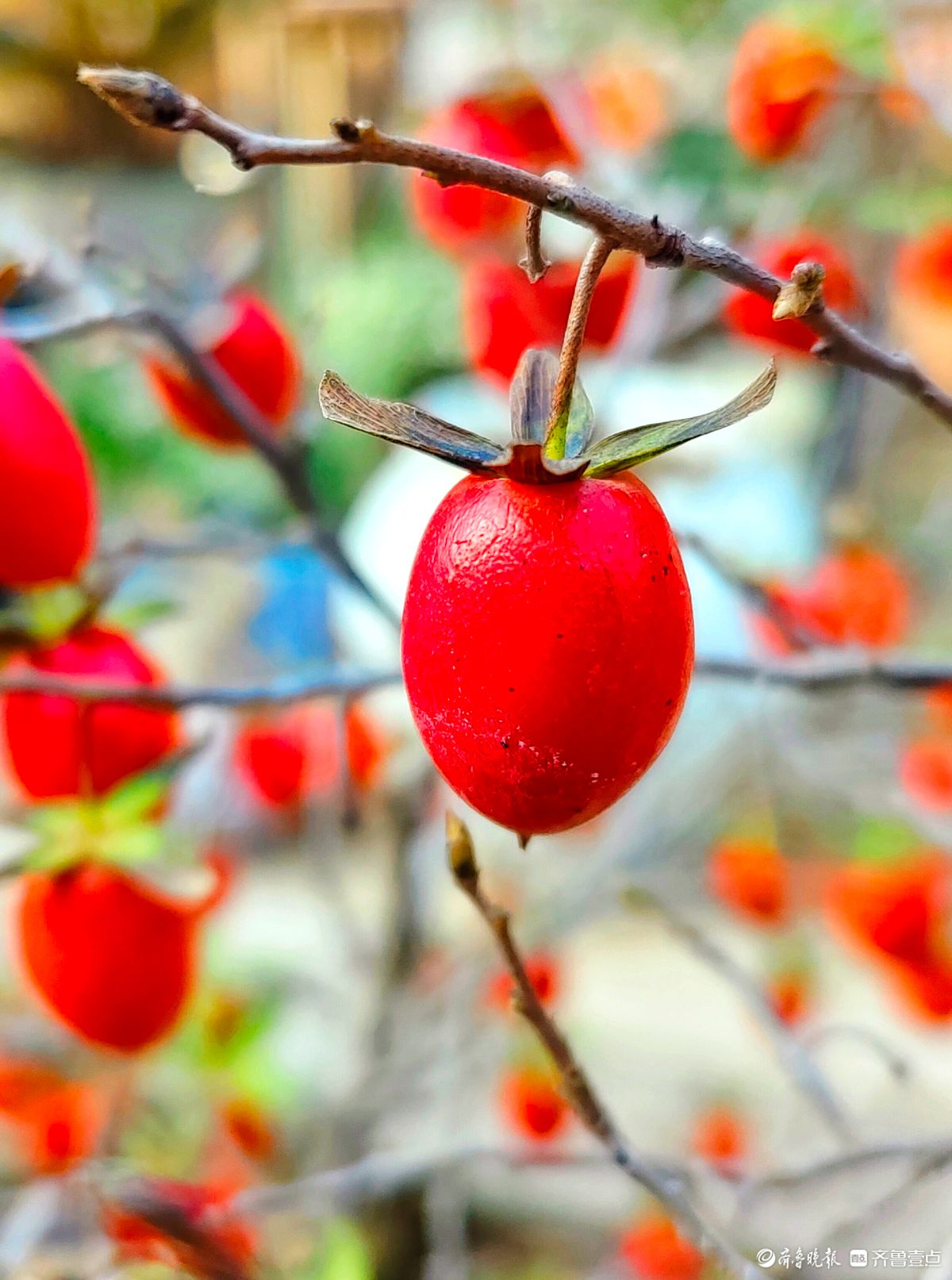 耀眼的老鸦柿散发着诱人的魅力
