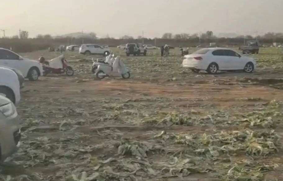 近200亩白菜遭哄抢，造谣“免费”者休想“免责”