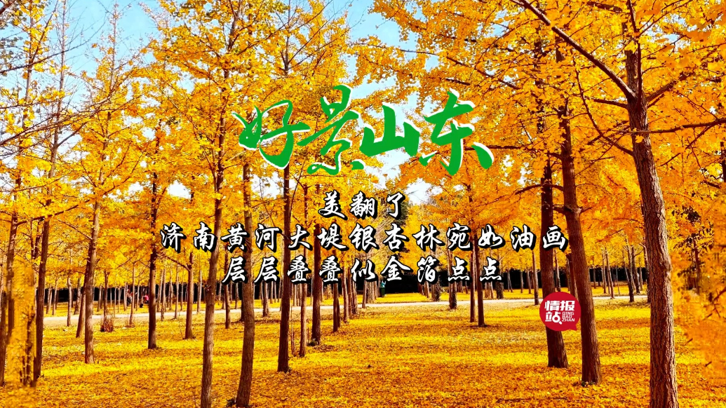 果然视频·好景山东|济南黄河大堤银杏林美翻了，层层叠叠似油画