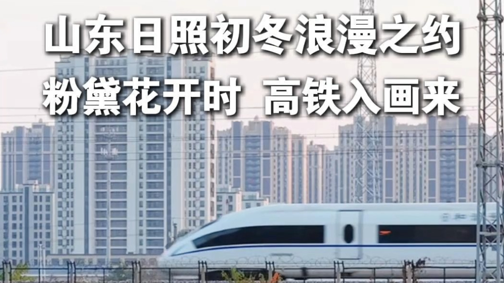 果然视频丨山东日照初冬浪漫之约：粉黛花开时，高铁入画来