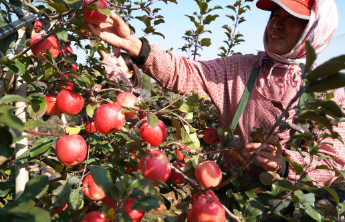 沂南发展特色农业促农增收