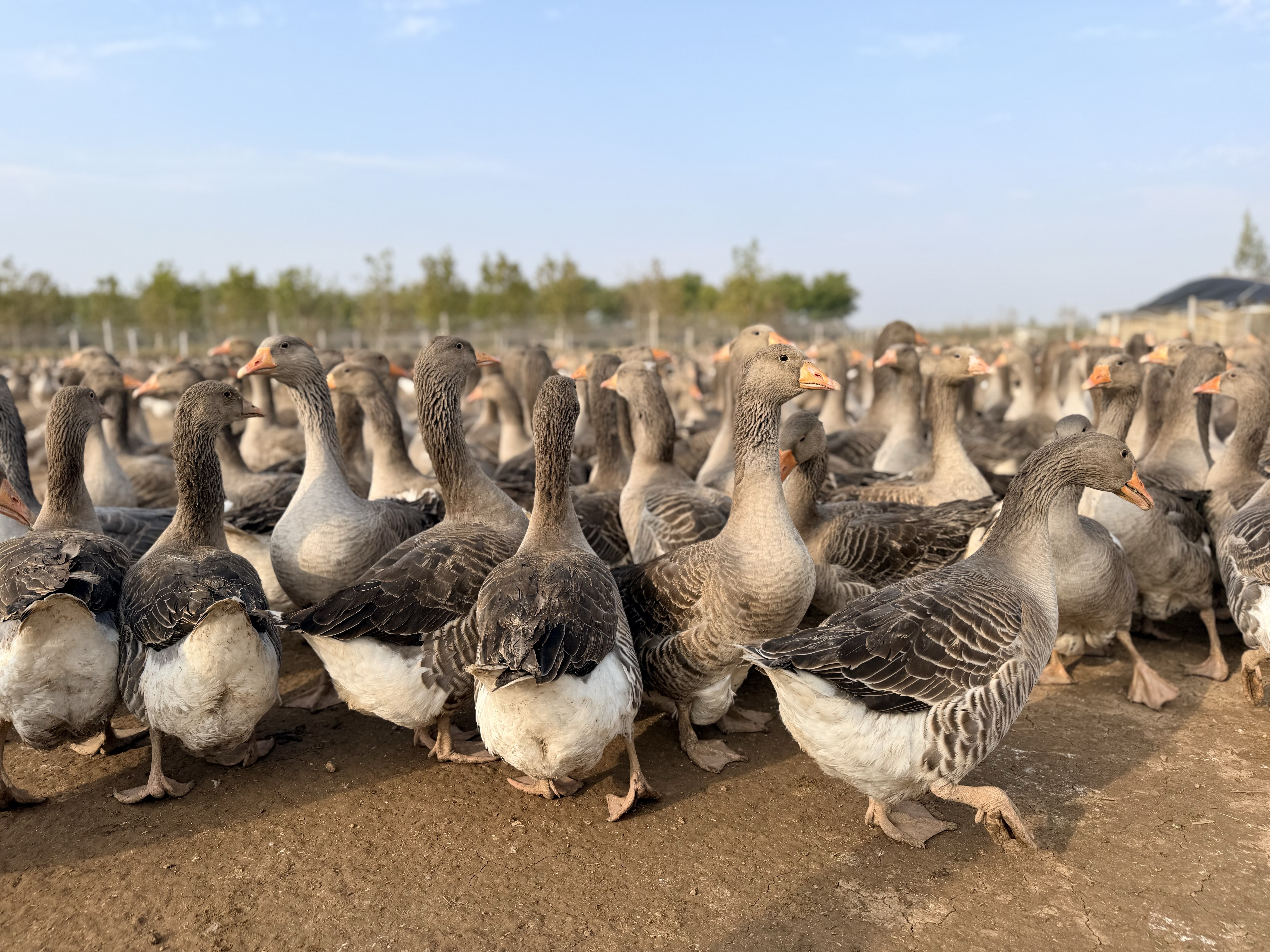 好山东|鹅肝背后的金色密码