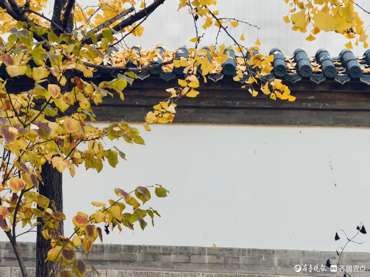 初冬时节秋意浓，泉城尽带黄金甲