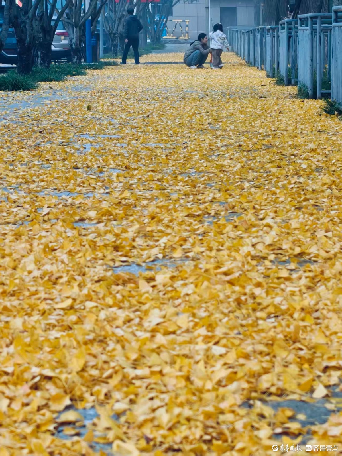 初冬时节秋意浓，泉城尽带黄金甲