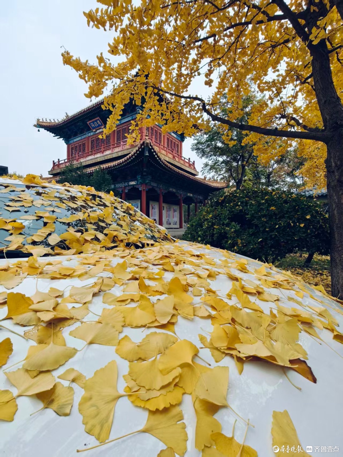初冬时节秋意浓，泉城尽带黄金甲