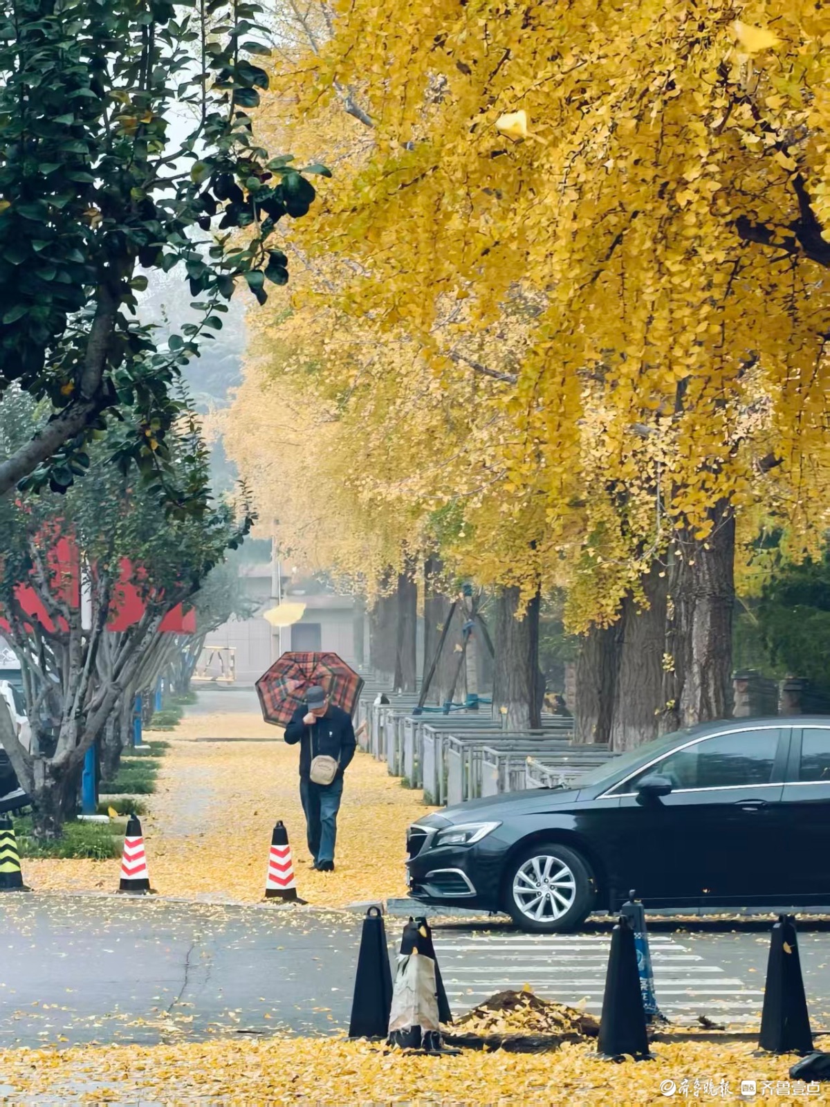 初冬时节秋意浓，泉城尽带黄金甲