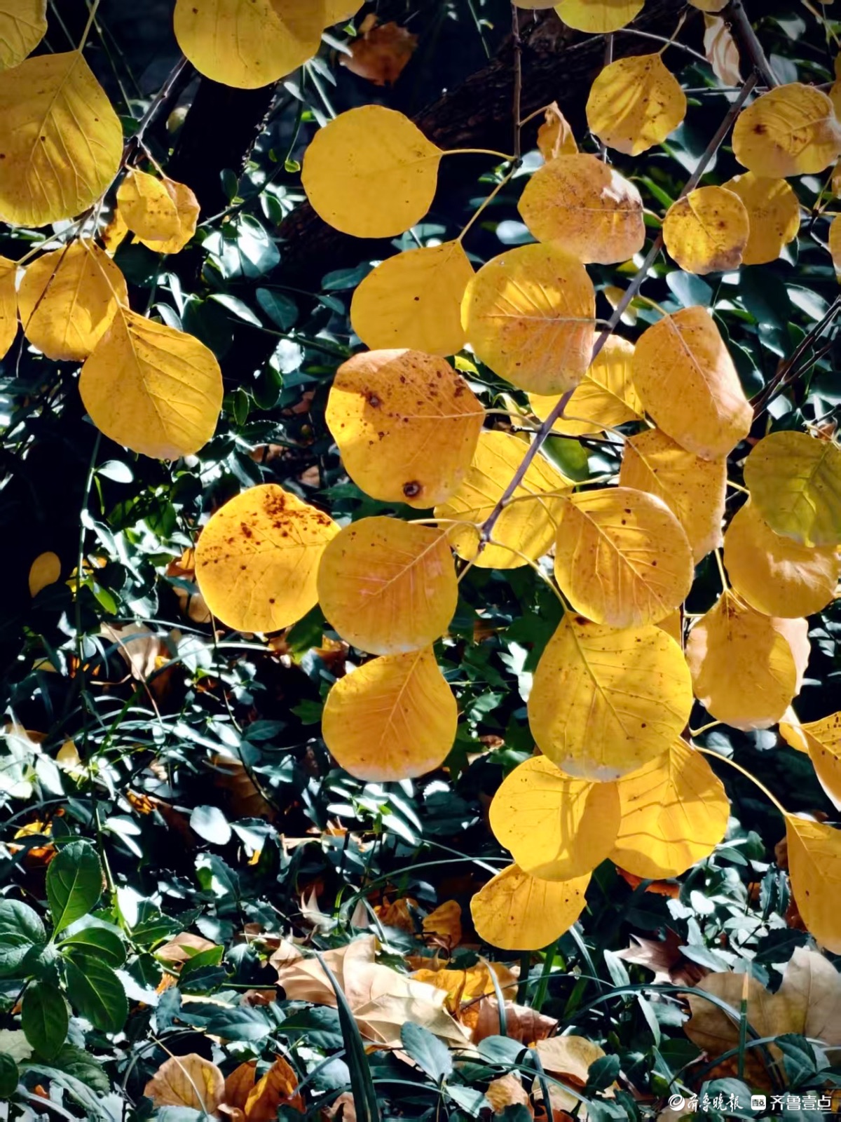 初冬时节秋意浓，泉城尽带黄金甲
