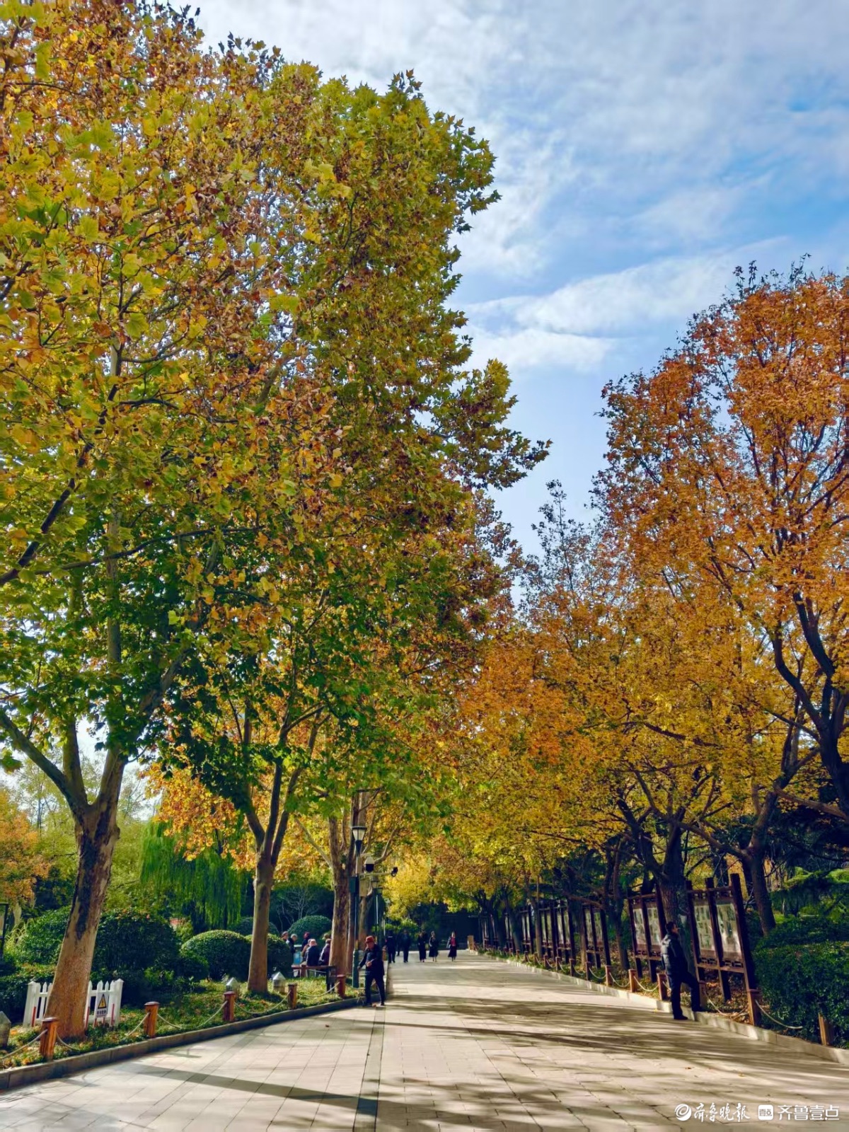 初冬时节秋意浓，泉城尽带黄金甲