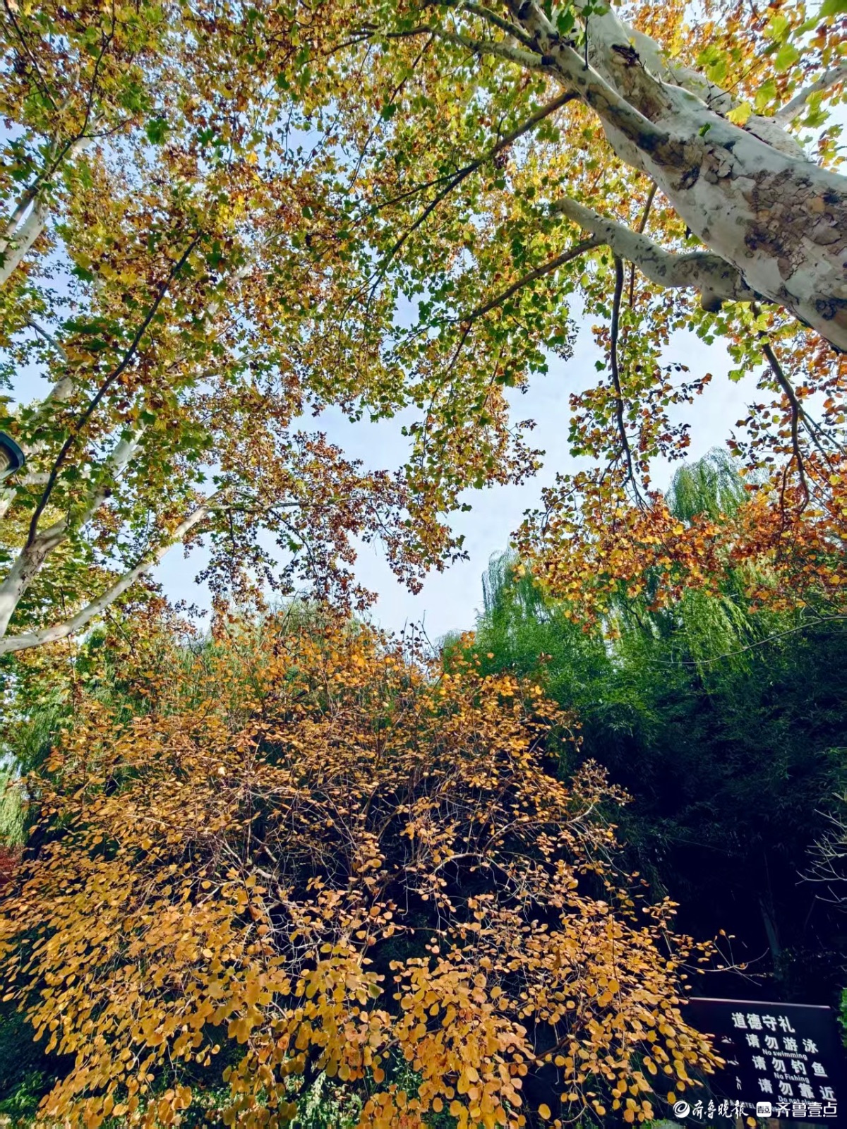 初冬时节秋意浓，泉城尽带黄金甲
