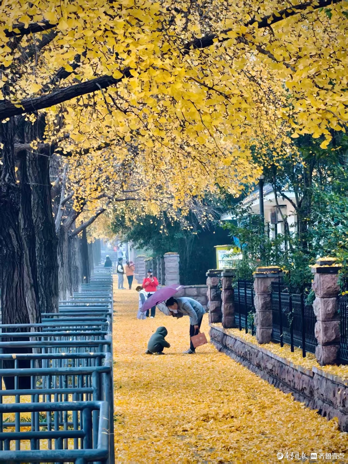 初冬时节秋意浓，泉城尽带黄金甲