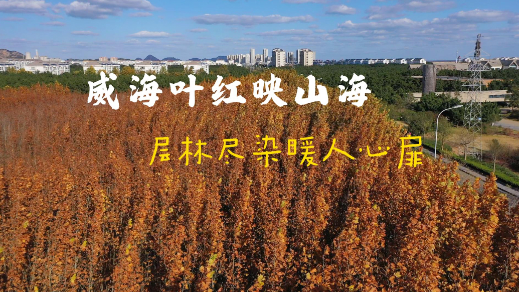 果然视频丨威海叶红映山海！层林尽染暖人心扉