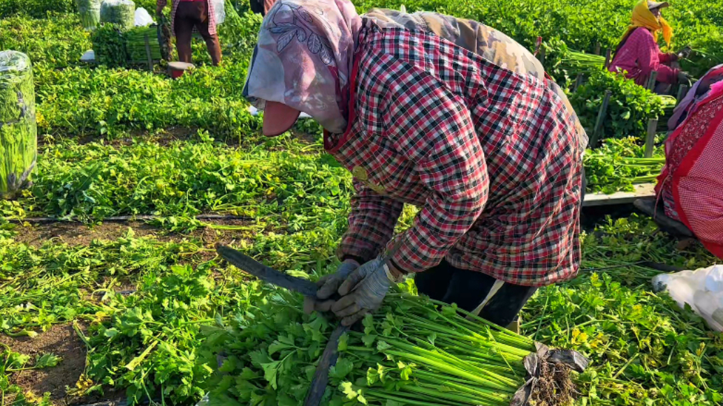 果然视频丨年产值1.2亿元！6000多亩马家沟芹菜丰收
