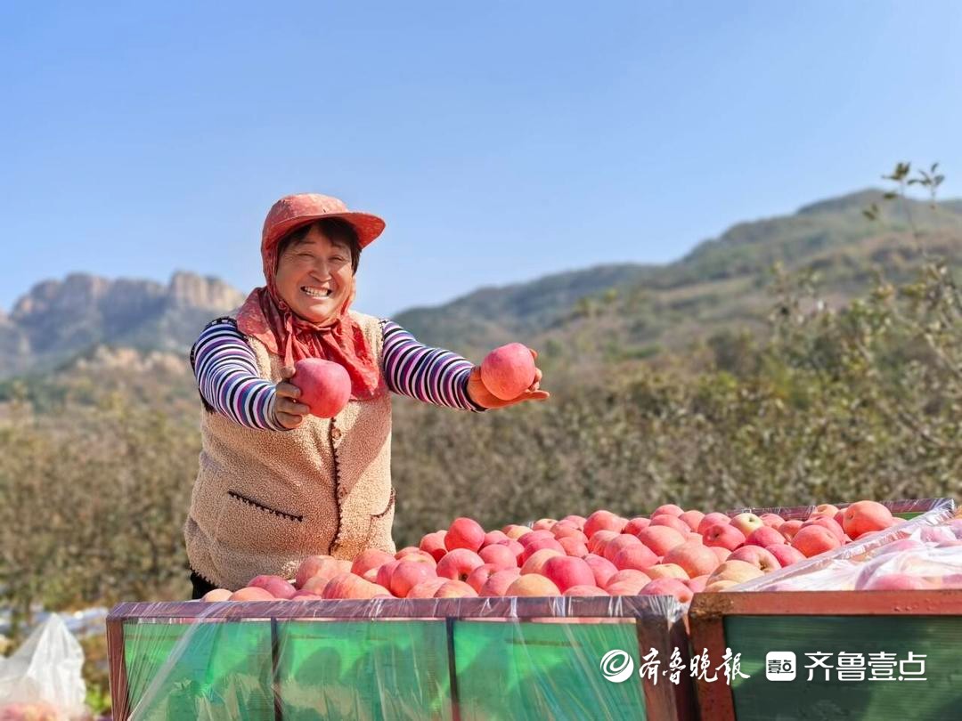 果品之王，“长红”之道！解读烟台苹果的高质量发展之路