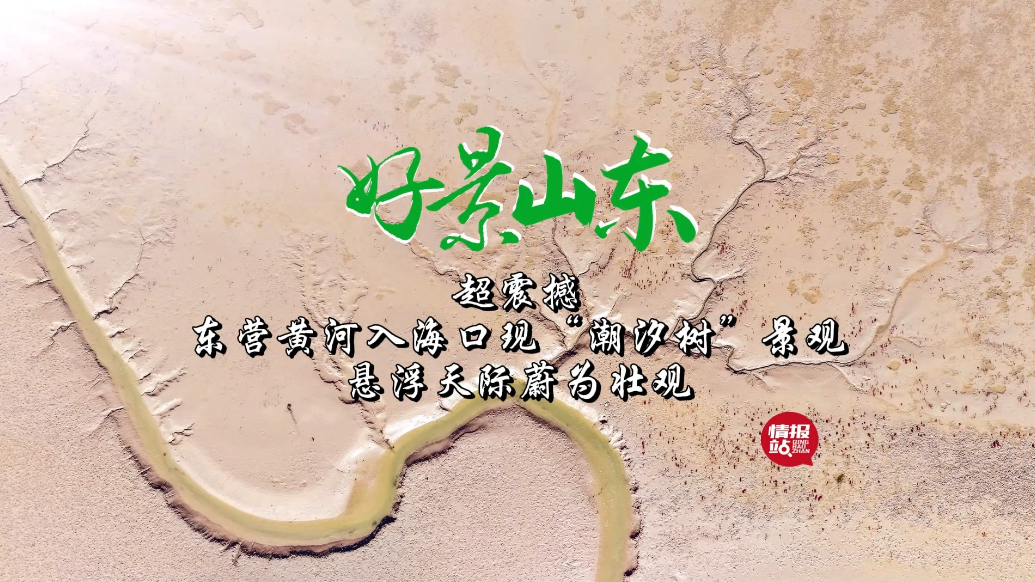 果然视频·好景山东|东营现“潮汐树”景观，悬浮天际蔚为壮观