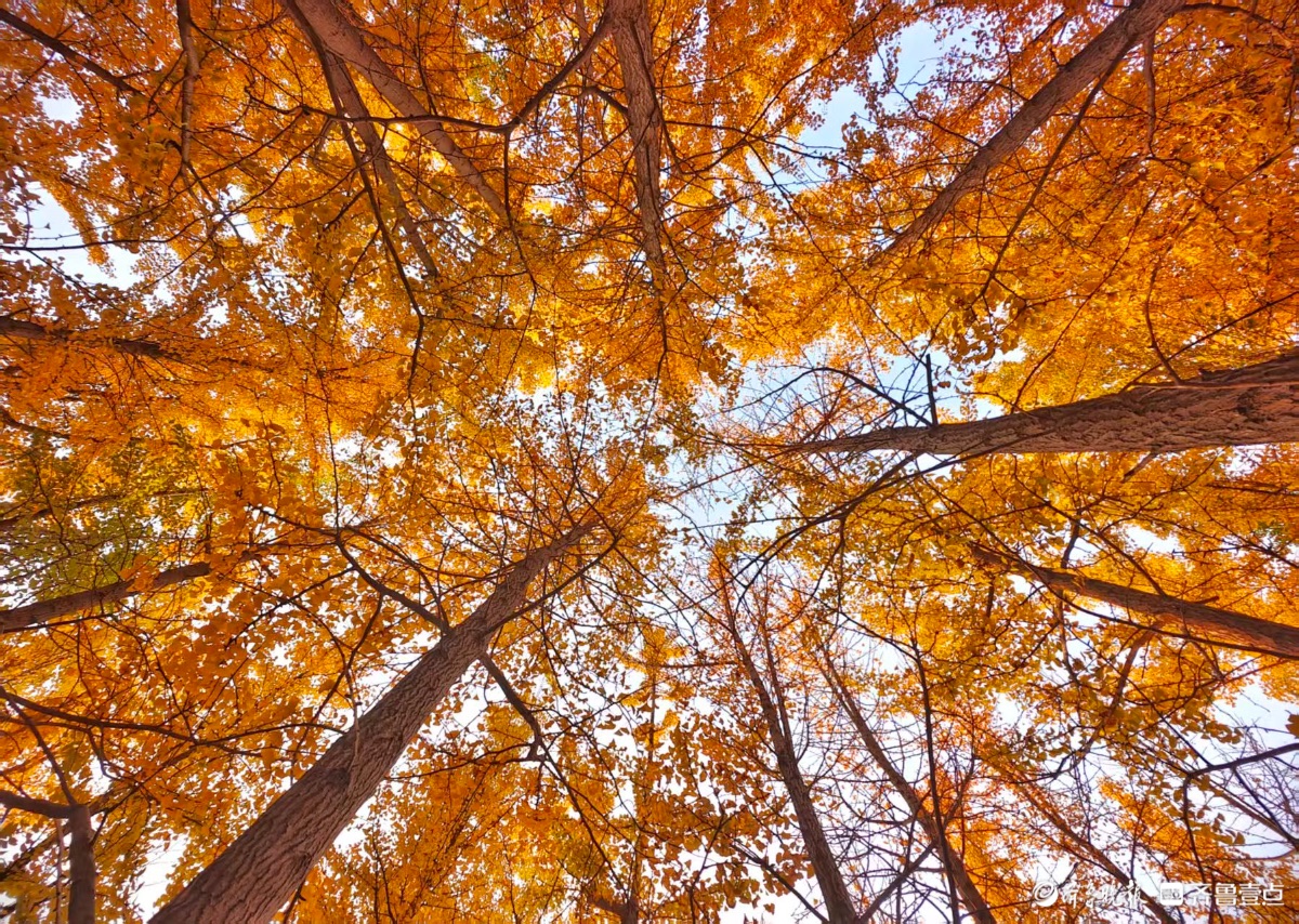 片片银杏写满秋