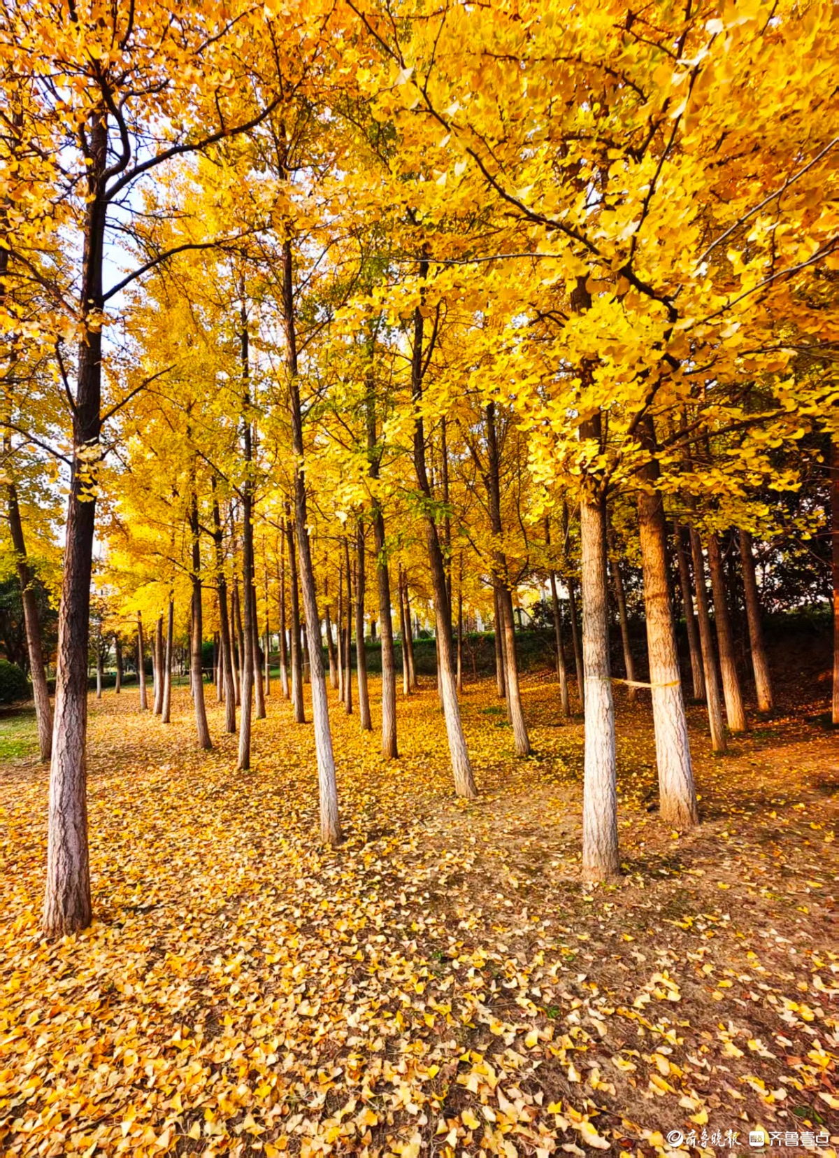 片片银杏写满秋