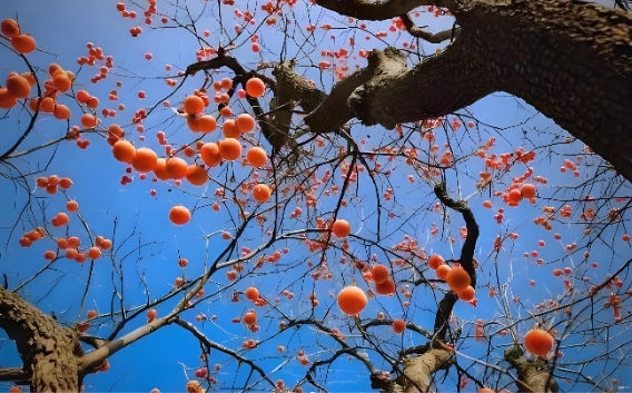 读城记|深秋柿子红