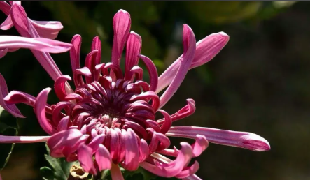 非虚构写作|折得一枝花欲放