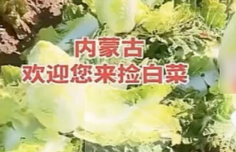 网络谣言引发白菜被“白采”，造谣者、哄抢者该担何责