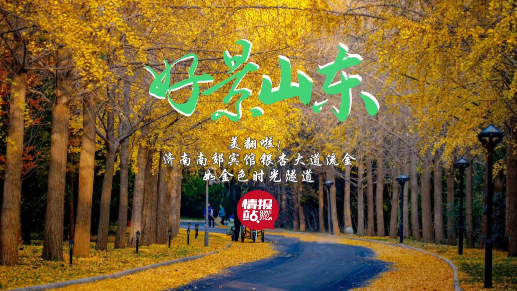 果然视频·好景山东|济南南郊宾馆银杏大道流金，如金色时光隧道