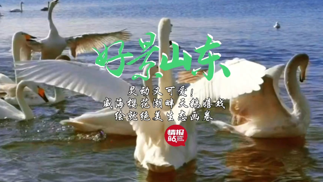 果然视频·好景山东|威海樱花湖畔天鹅嬉戏，绘就绝美生态画卷