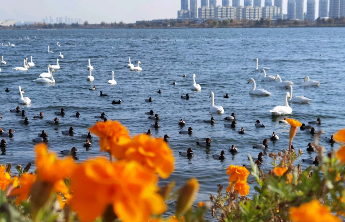 壹点日历11.16|迎接挑战，才能拓展生命的边界！早安