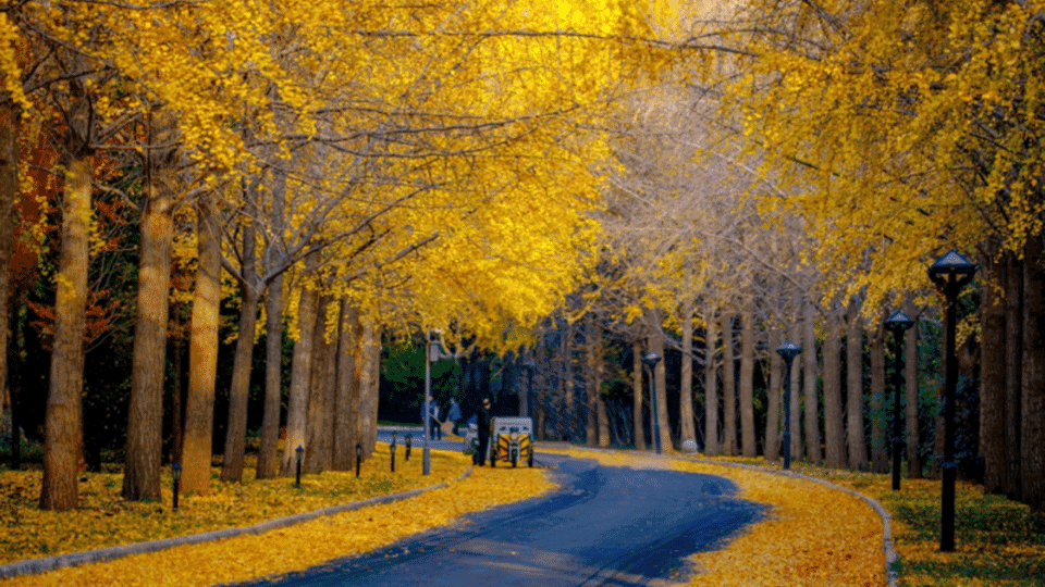 11月15日最佳情报|初冬护城河五彩缤纷，银杏大道满目鎏金！