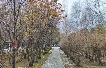 最低-6℃！山东发布寒潮蓝色预警，局地降温幅度可达12℃