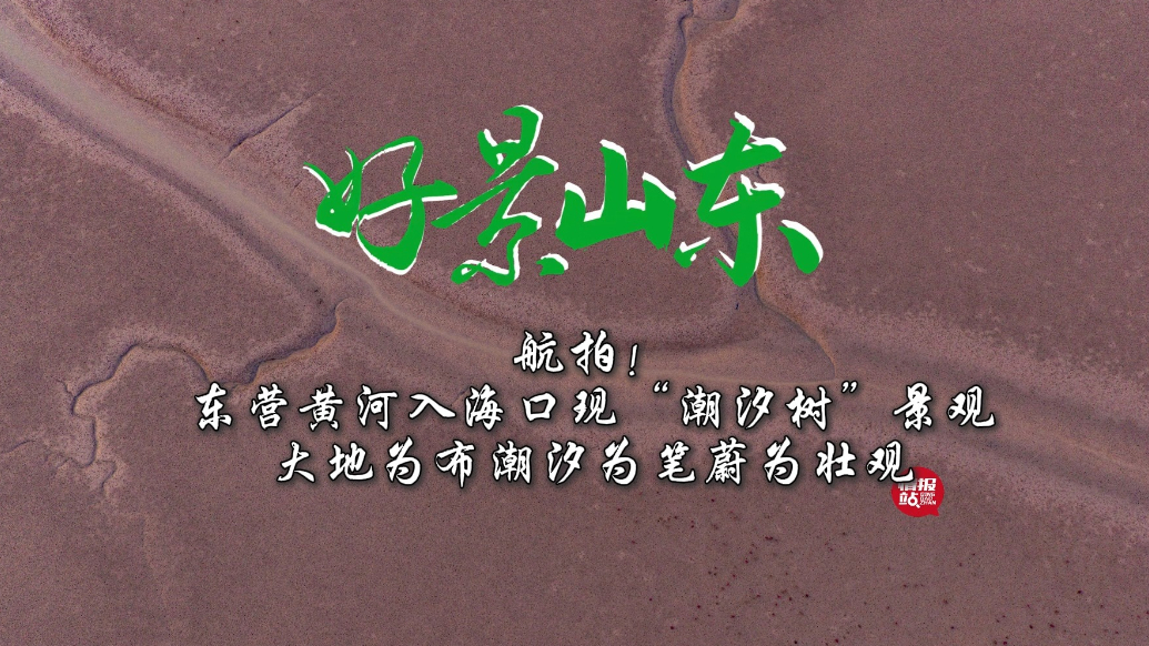 果然视频·好景山东|壮美！东营黄河入海口现“潮汐树”景观