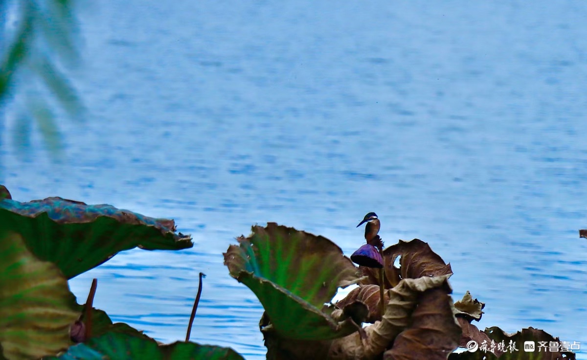 初冬时节，明湖美景