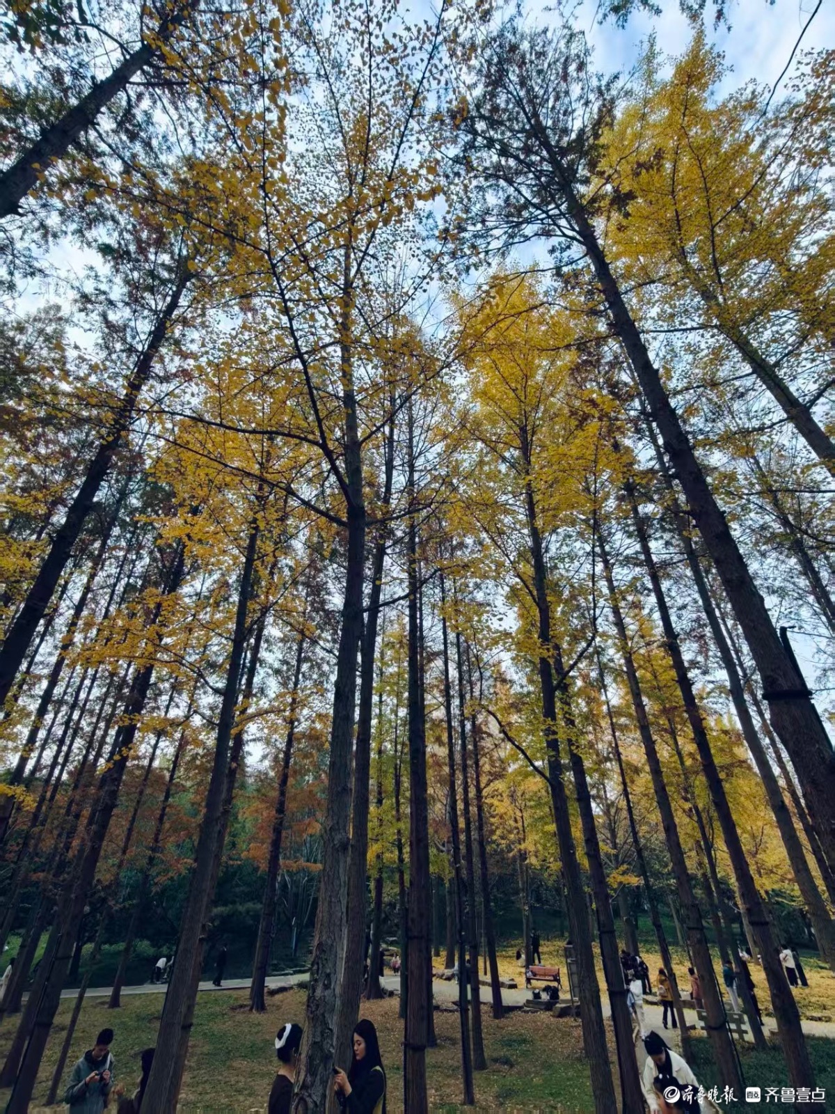 泉城公园，梦回银杏林