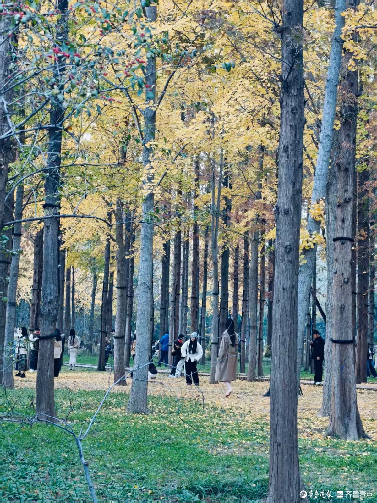 泉城公园，梦回银杏林