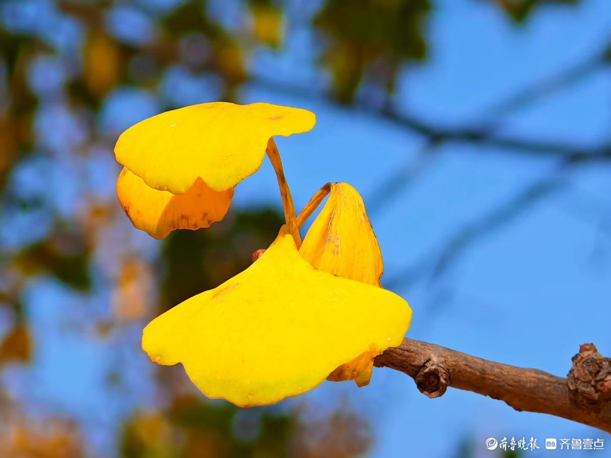 黄河银杏，初冬不褪的金黄盛景