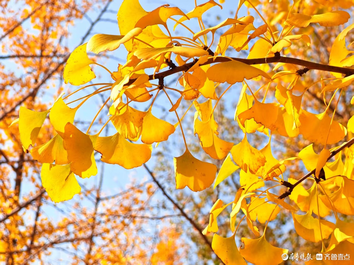 黄河银杏，初冬不褪的金黄盛景