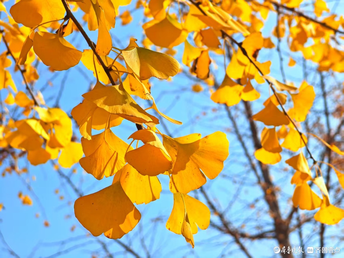 黄河银杏，初冬不褪的金黄盛景