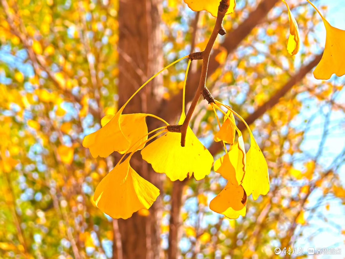 黄河银杏，初冬不褪的金黄盛景