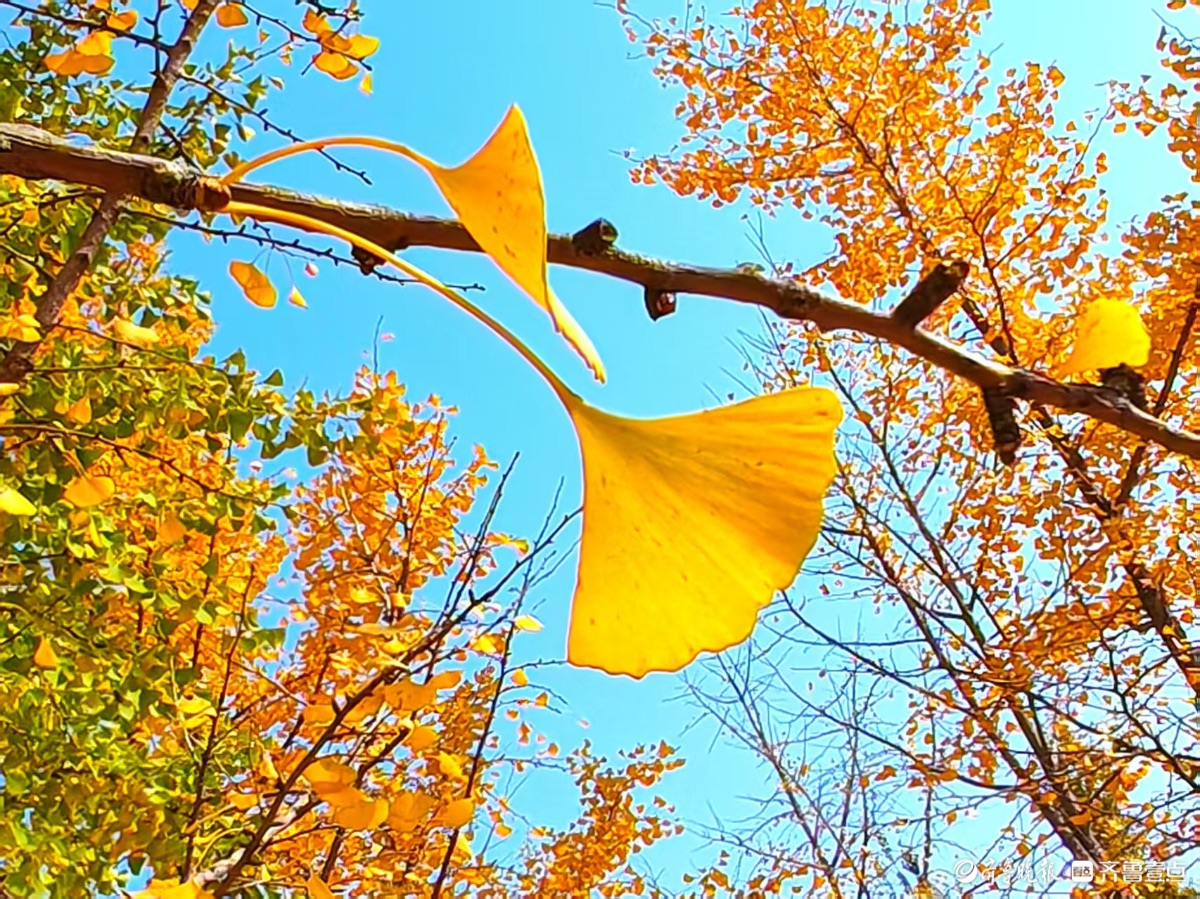 黄河银杏，初冬不褪的金黄盛景