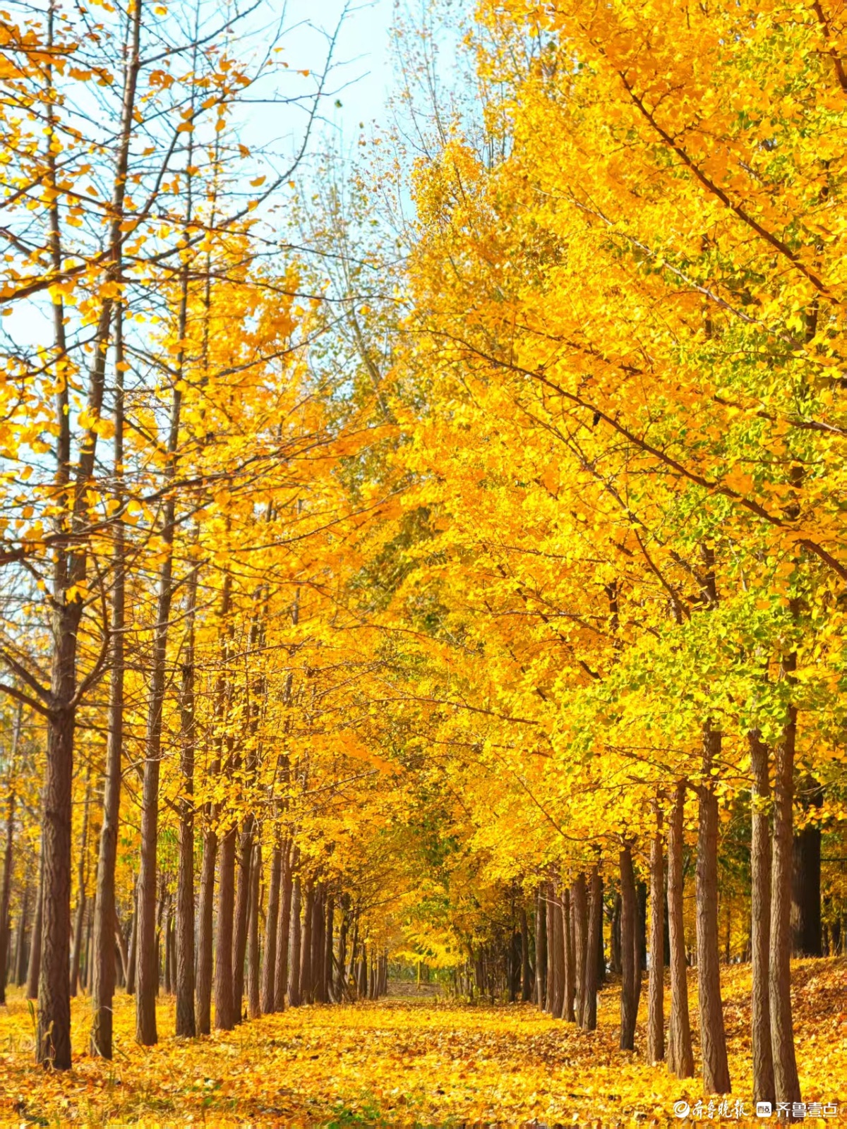 黄河银杏，初冬不褪的金黄盛景