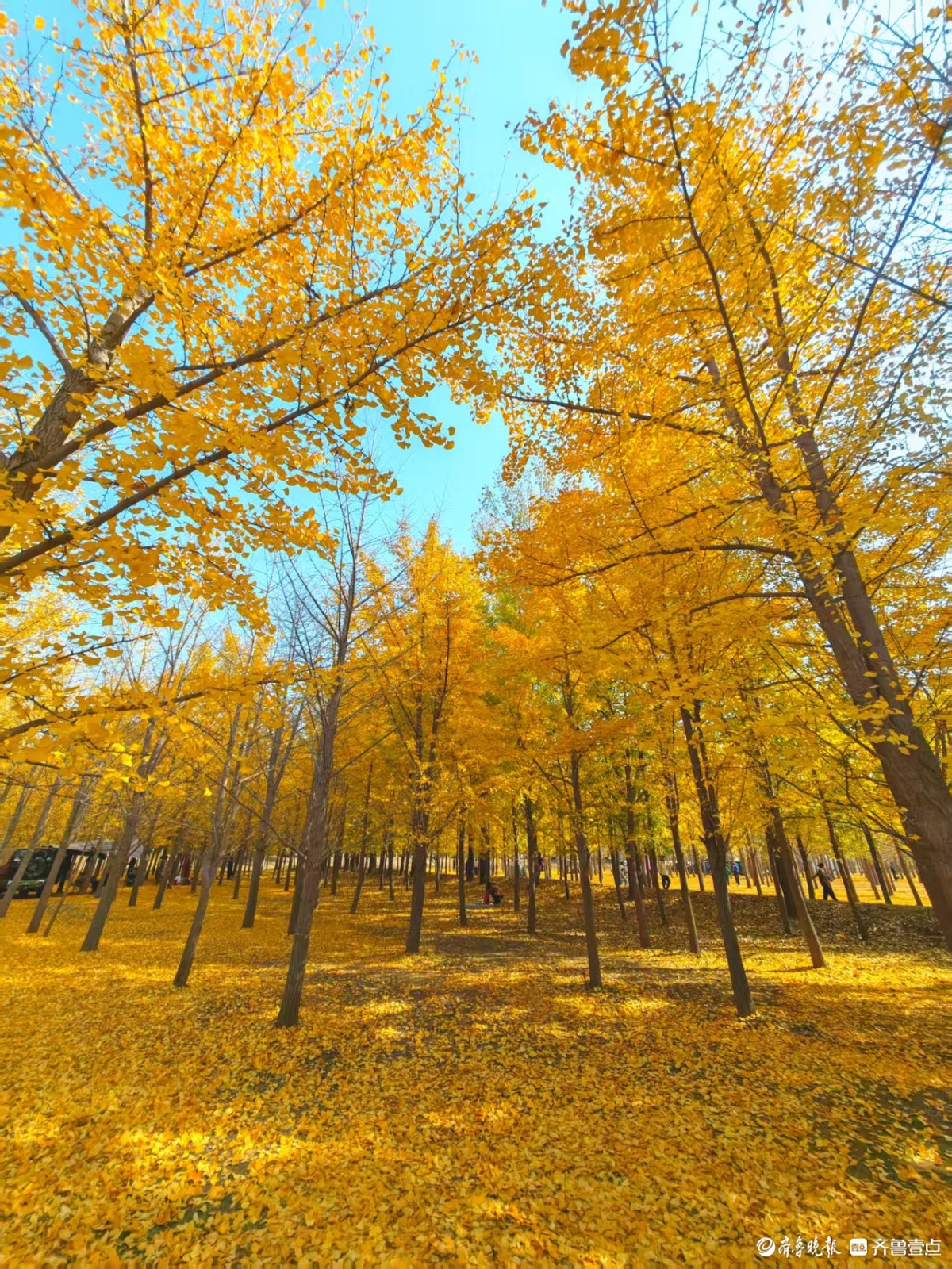 黄河银杏，初冬不褪的金黄盛景