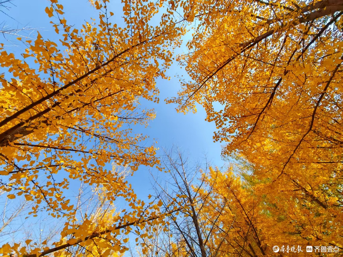 黄河银杏，初冬不褪的金黄盛景