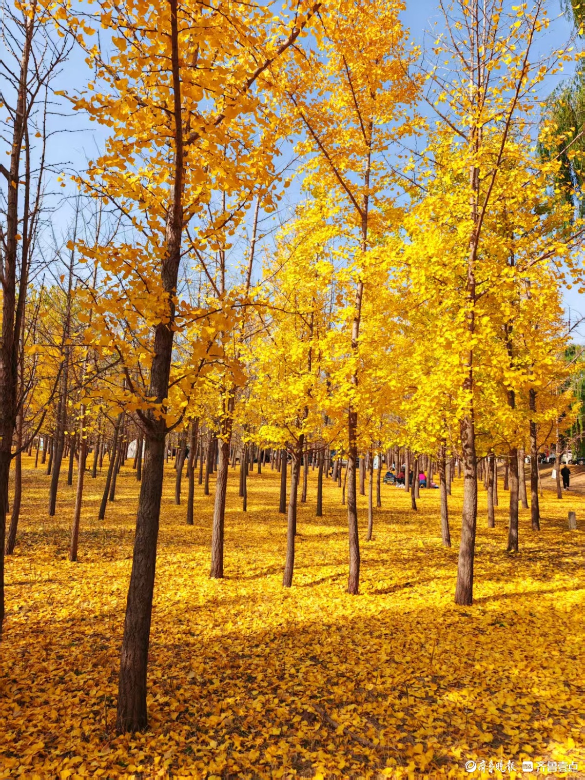 黄河银杏，初冬不褪的金黄盛景