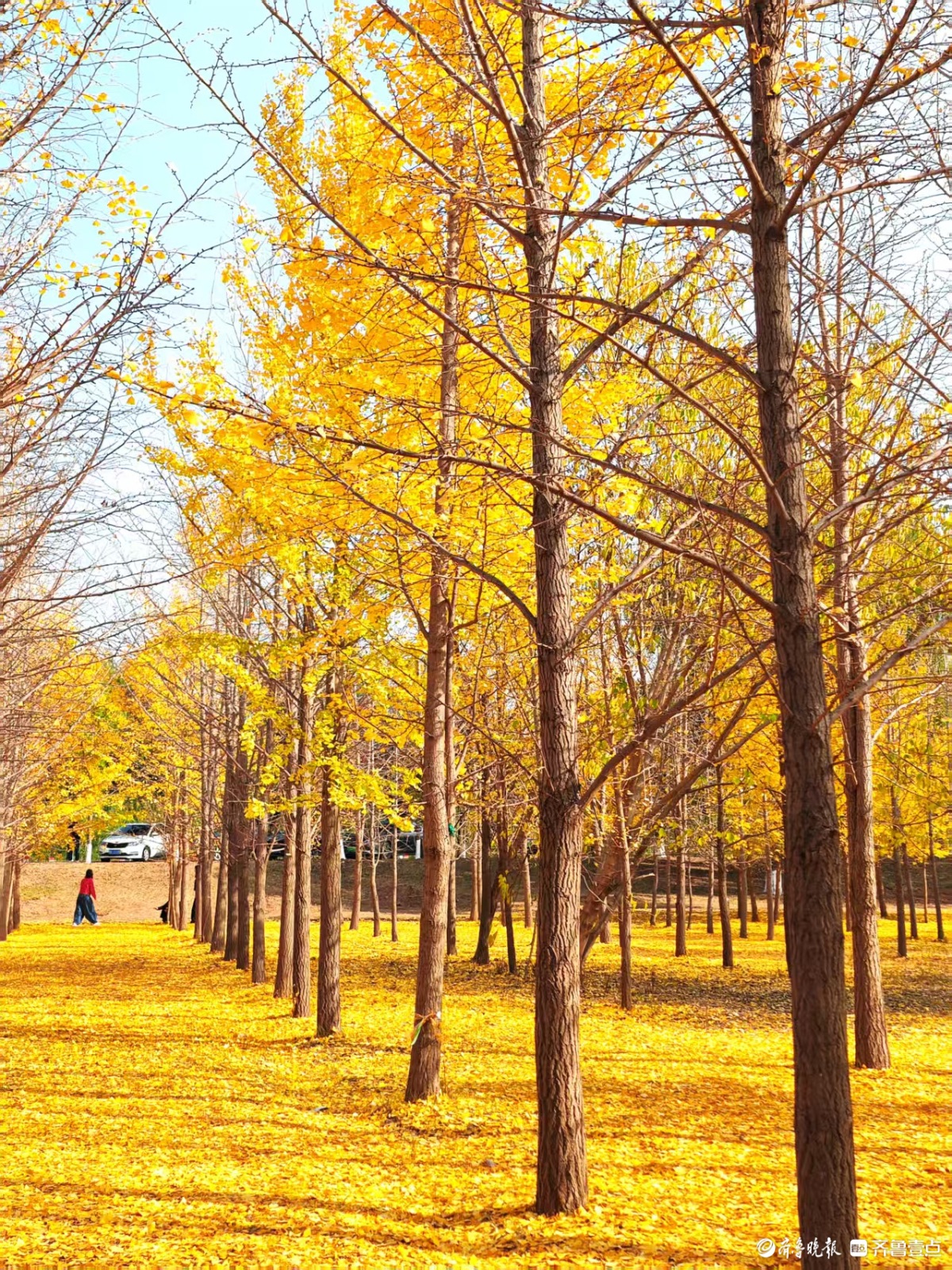 黄河银杏，初冬不褪的金黄盛景