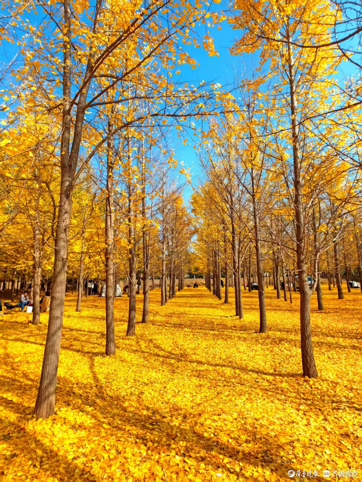 黄河银杏，初冬不褪的金黄盛景
