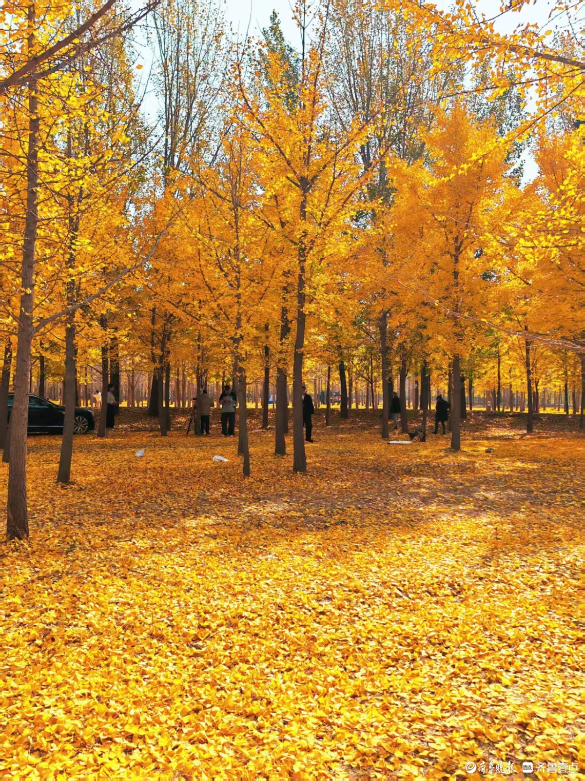 黄河银杏，初冬不褪的金黄盛景